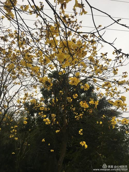 黄花风铃木之花