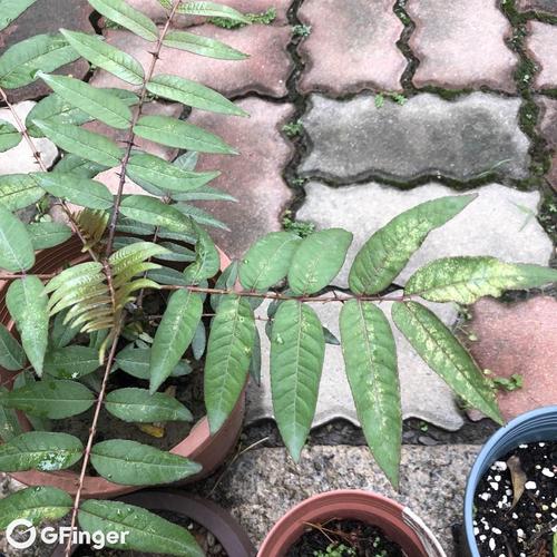 台湾原生-红刺楤(食茱萸)