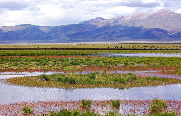 若尔盖国家公园创建新进展:充分考虑与甘肃有效衔接连通