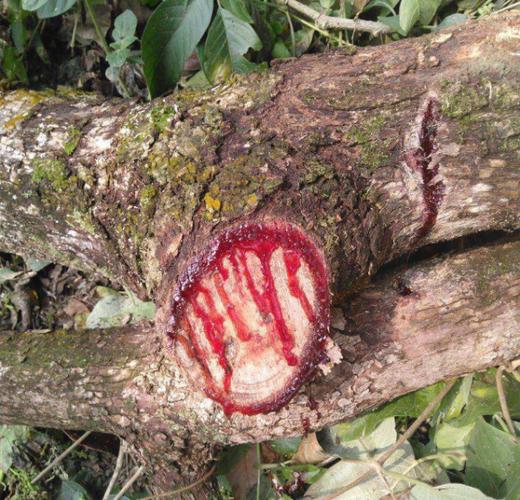 龙血树,汁液,龙血竭,当地人