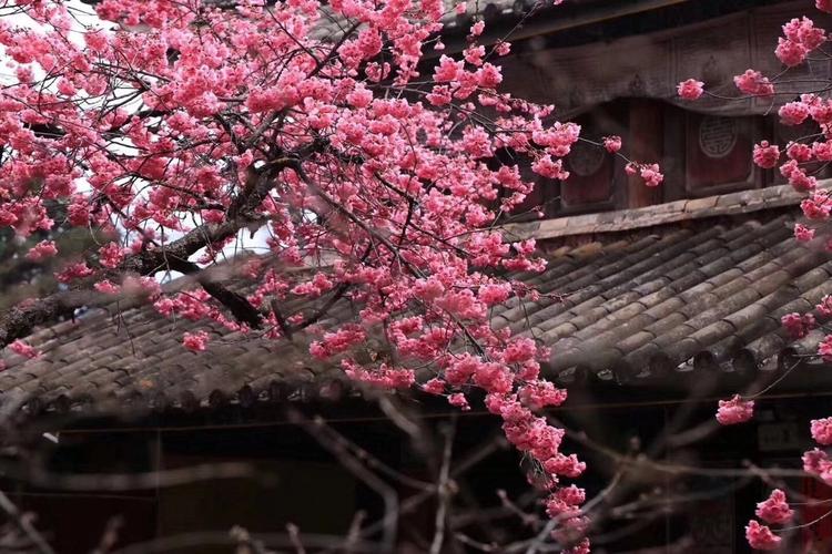 人间四月芳菲尽,山寺桃花始盛开