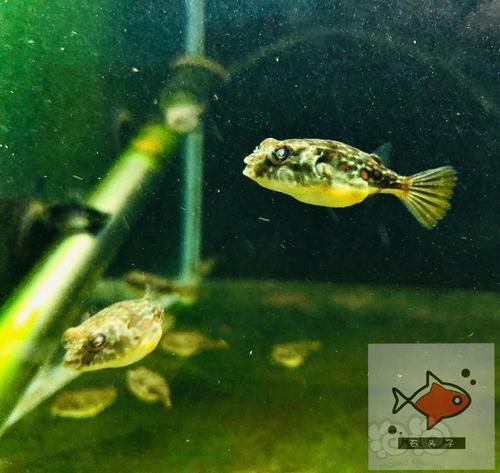 【热带鱼】斑马狗头 尼日利亚野生斑马狗头