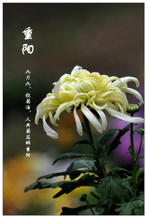 重阳节赏菊