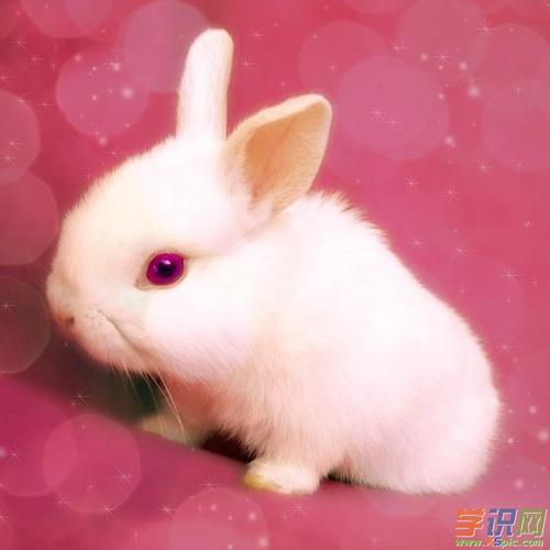 以下是学习啦小编为大家提供的有关描写我家的兔