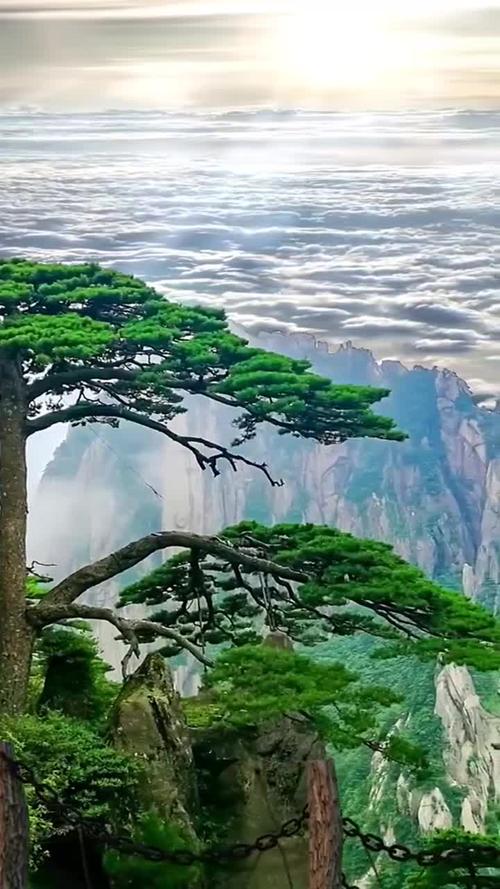 我要上热门黄山迎客松1300多岁了但它还是个宝宝呢配备了24小时专职