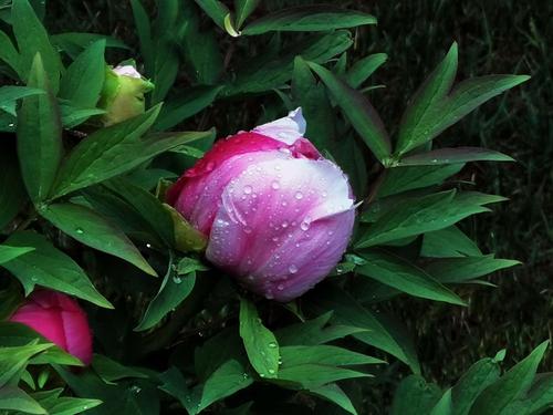 70的美篇 国色天香一牡丹(下)岛锦篇