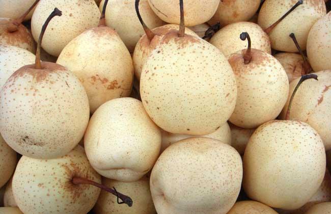 梨的品种图片大全