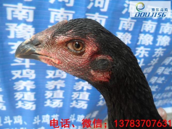 请注意:本图片来自河南豫东斗鸡养殖场提供的斗鸡,中国斗鸡价格,中国