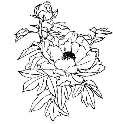 牡丹为何只现蕾不开花?