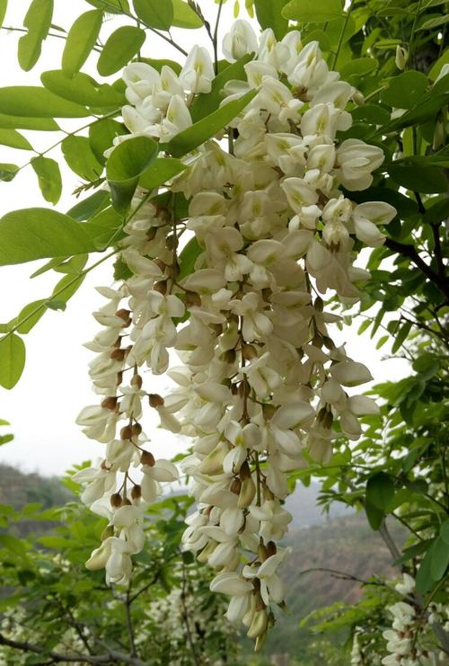 我们就会看到卢氏满山的槐树上槐花盛开,槐花有三种颜色,白色,黄色