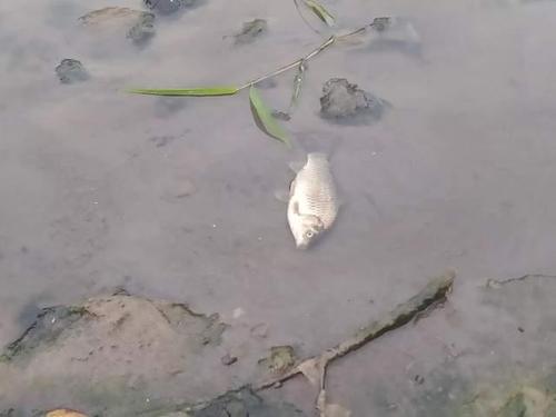 臭水沟钓鱼抓鱼,还当野生鱼吃!太臭