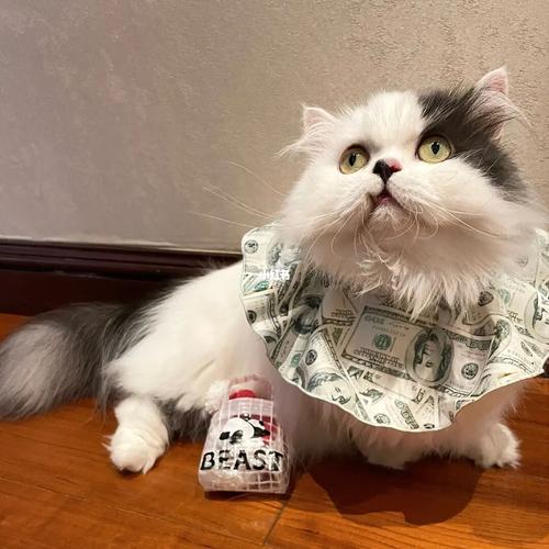 beast野兽派熊猫包_野兽派怎么样_熊猫包_熊猫怎么样