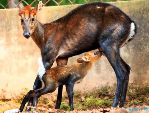 中国八大野生动物自然景区 都江堰排第一