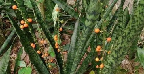 虎皮兰不光开花还结了小果子就用这一招