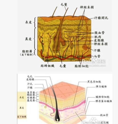 写美篇  皮肤面部结构分为三层,分别是表皮层,真皮层,皮下组织.