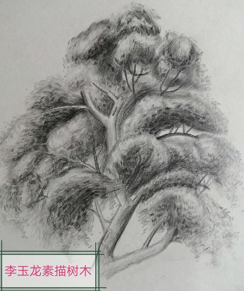 李玉龙素描树