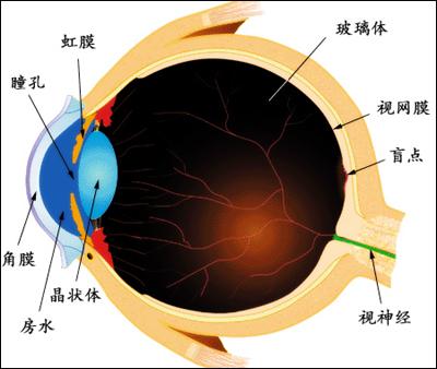 眼睛内部结构的手抄报 手抄报简单又漂亮
