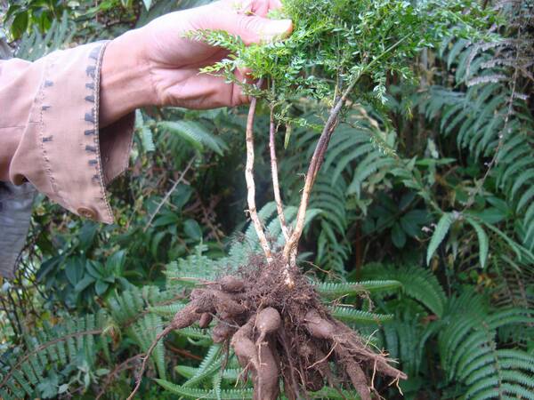 这植物叫什么名字?好像是一种中草药?各位朋友帮帮忙