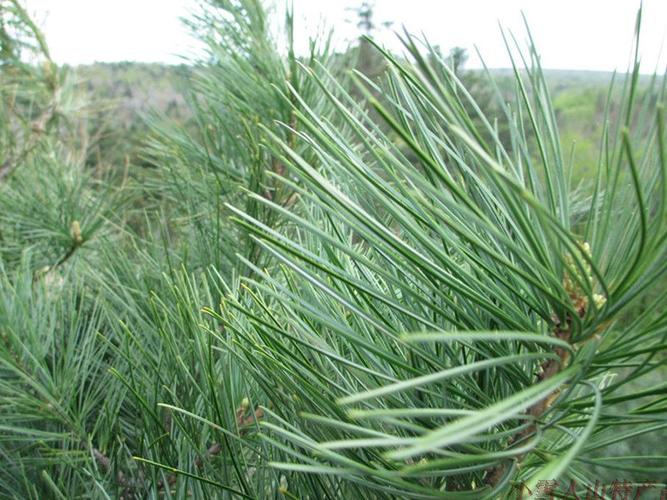 斤包邮 2 长白山百年野生新鲜松针五针红松松针茶松针