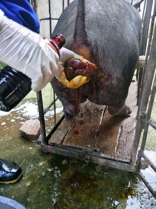 猪脱肛手术怎么做?老猪倌手把手教你手术技巧!