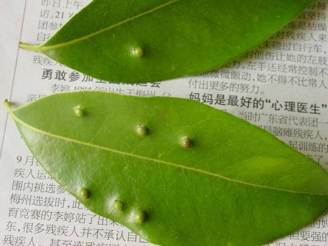 芒果叶瘿蚊影响果树健康!防治芒果叶瘿蚊怎样用药