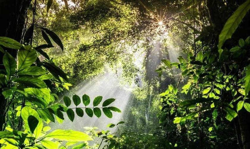 高大的树冠上开满兰花:热带雨林空中花园现象是怎么形成的?