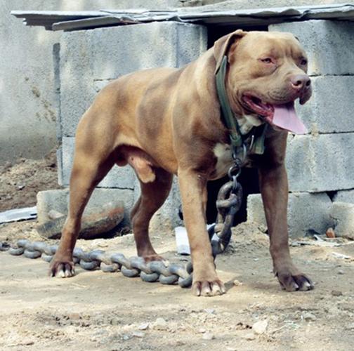 五个月的比特犬可以咬架吗