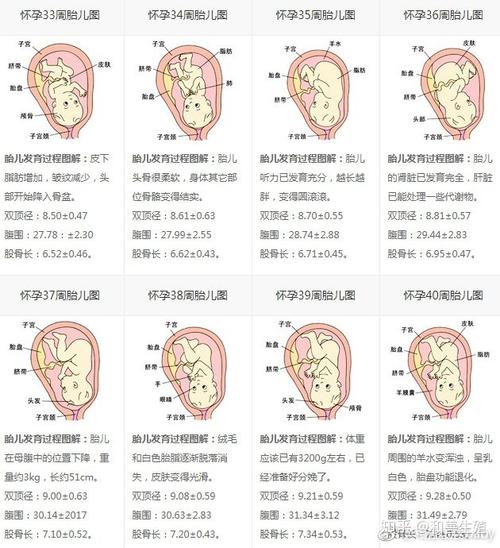 怀胎十月每周胎儿发育过程图