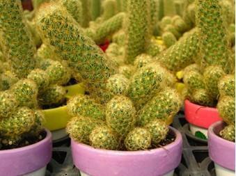 这是什么品种的仙人球?