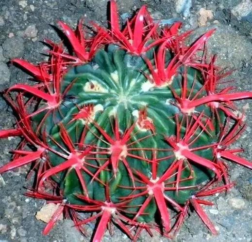 仙人球中有那么多奇葩,见过10种算你牛!