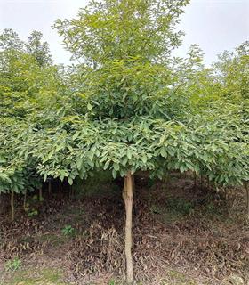 湖州5公分小叶金丝楠木树苗费用便宜