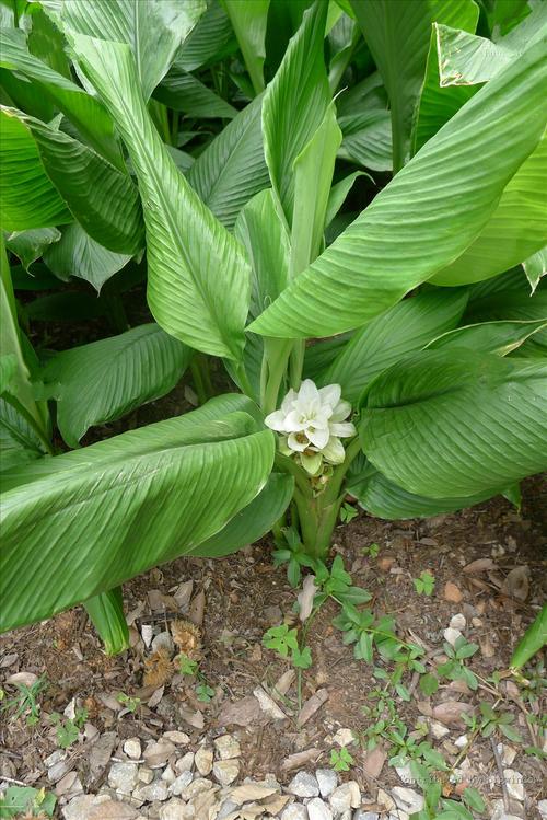 chen)又名白丝郁金,姜科姜黄属植物.植株0.7-1.