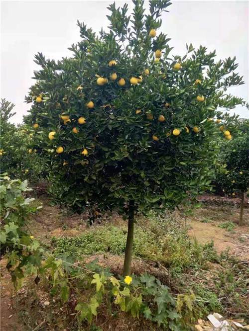 江西供应从生胡柚树基地