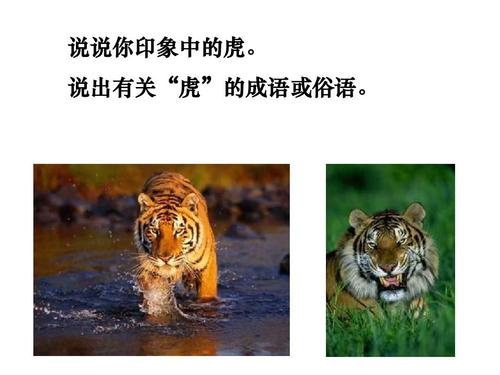 【七年级下册语文教学设计优质课】《华南虎》上课课件