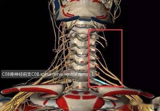 1 ～7 脊神经是从同序颈椎上方的椎间孔穿出,而c 8 脊神经则在第7颈椎