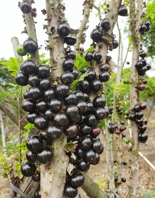 东涌采摘记植树节来这里尝一顿嘉宝果种一棵嘉宝果树