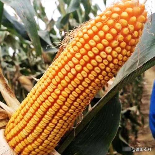 白轴大穗高产耐热玉米新品种中农大787,亩产可达2565斤