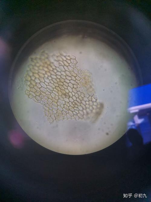 哈哈哈这是甘草粉末的木栓细胞