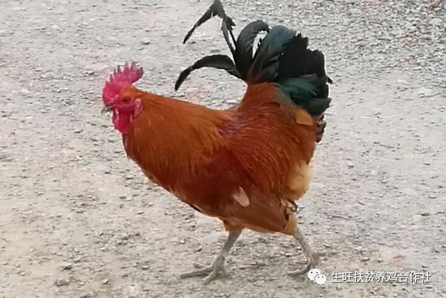 鸡的常见品种有哪些十大名鸡是什么