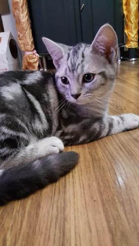 美国短毛猫1000元出售啦