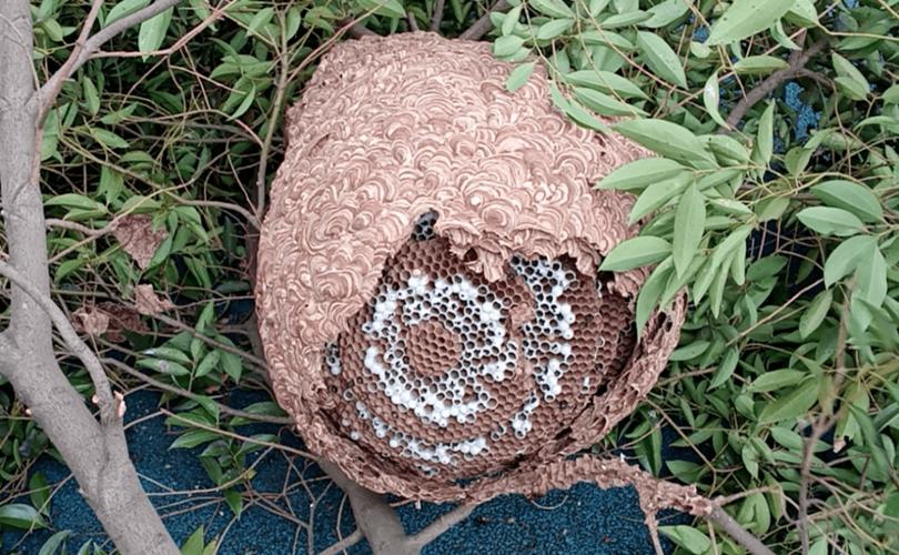 龙港三中内惊现马蜂窝67