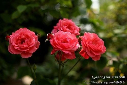 五月花开14.05.18, 大花猫2011旅游攻略