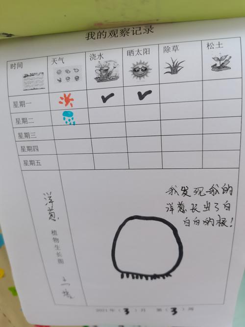 心动不如行动———种洋葱 我们的观察记录 每天孩子们都会观察自己