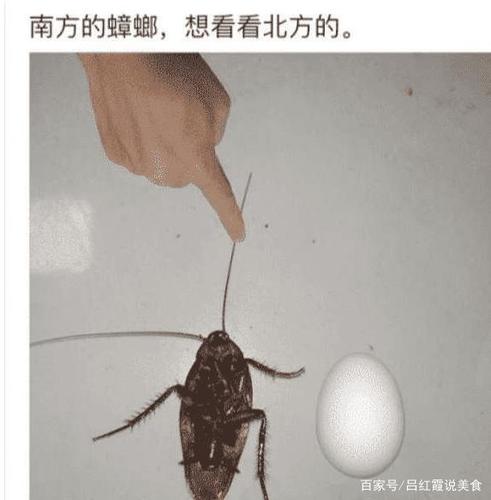 ▼ 说实话,南方的蟑螂没有对比都很大,就像下面的对比一样,和鸡蛋差不