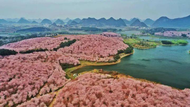 平坝农场樱花园