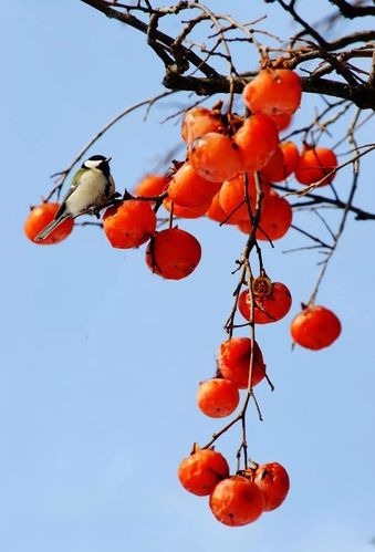 擓了荆条或竹子编的篮子,逐棵树下走一趟,捡拾落柿子,往往会拾