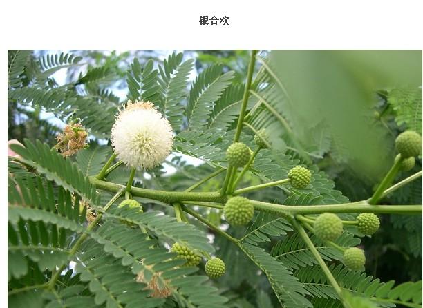 供应银合欢种子小苗—造林绿化种子