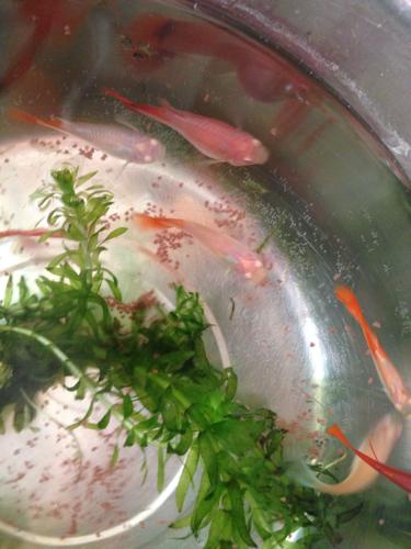 24389lv18 擅长:宠物 参与团队:无节操宠物社区  展开全部 孔雀鱼, 你