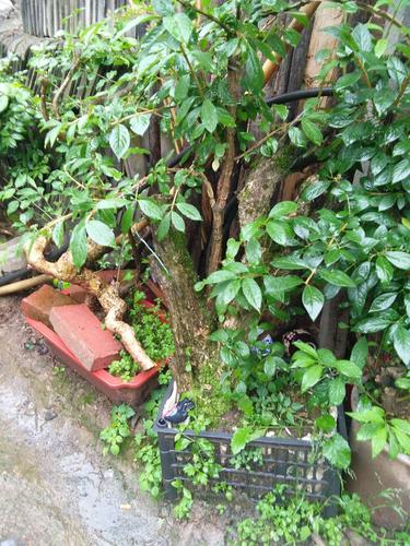 盆栽出售:水灵木,别名:灯笼商酸,地蓬子,别名:荀子,野生黄杨