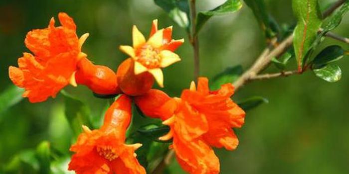 石榴花分"雌花"和"雄花"? 专家:属于两性花